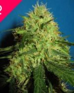 Big Bud Feminized Seeds (100 Pieces)