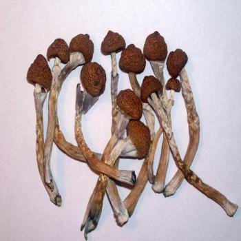 30G Dry A++ Psilocybe Cubensis Mushrooms