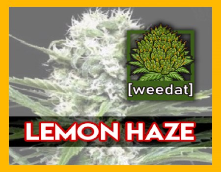 15g LEMON HAZE homegrown Weed Cannabis Marihuana Buds