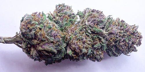 REAL EXOTIC WEDDING CAKE