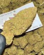 1 Lb (455g) Blueberry Muffins EXOTIC INDOOR AA+ (Ltd. Time PRICE!)